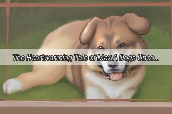 The Heartwarming Tale of Max A Dogs Unconditional Love for His Favorite Human